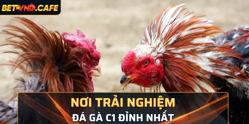 Nơi trải nghiệm chọi kê C1 đỉnh nhất